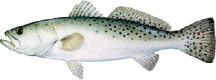 Spotted Sea Trout